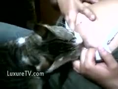Hot floozy lets her cat breast feed on her big bulky pointer sisters 